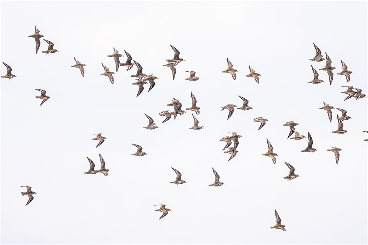 Kuzeydeki soğuk hava göçmen kuşların sayısını etkiliyor