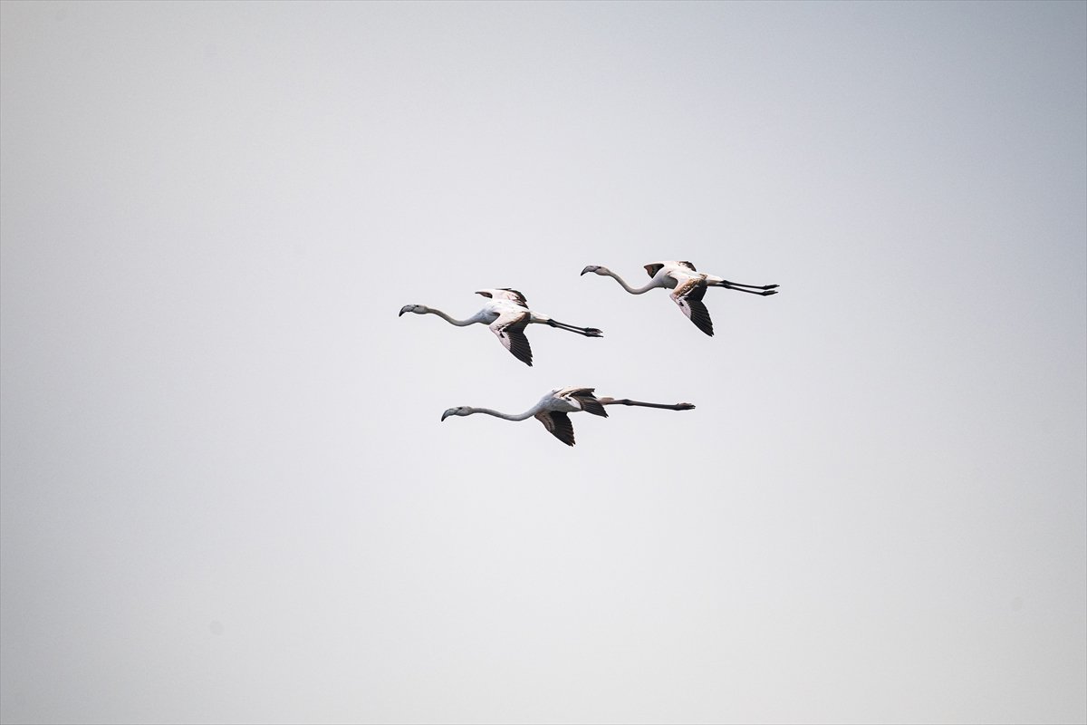 Kuzeydeki soğuk hava göçmen kuşların sayısını etkiliyor