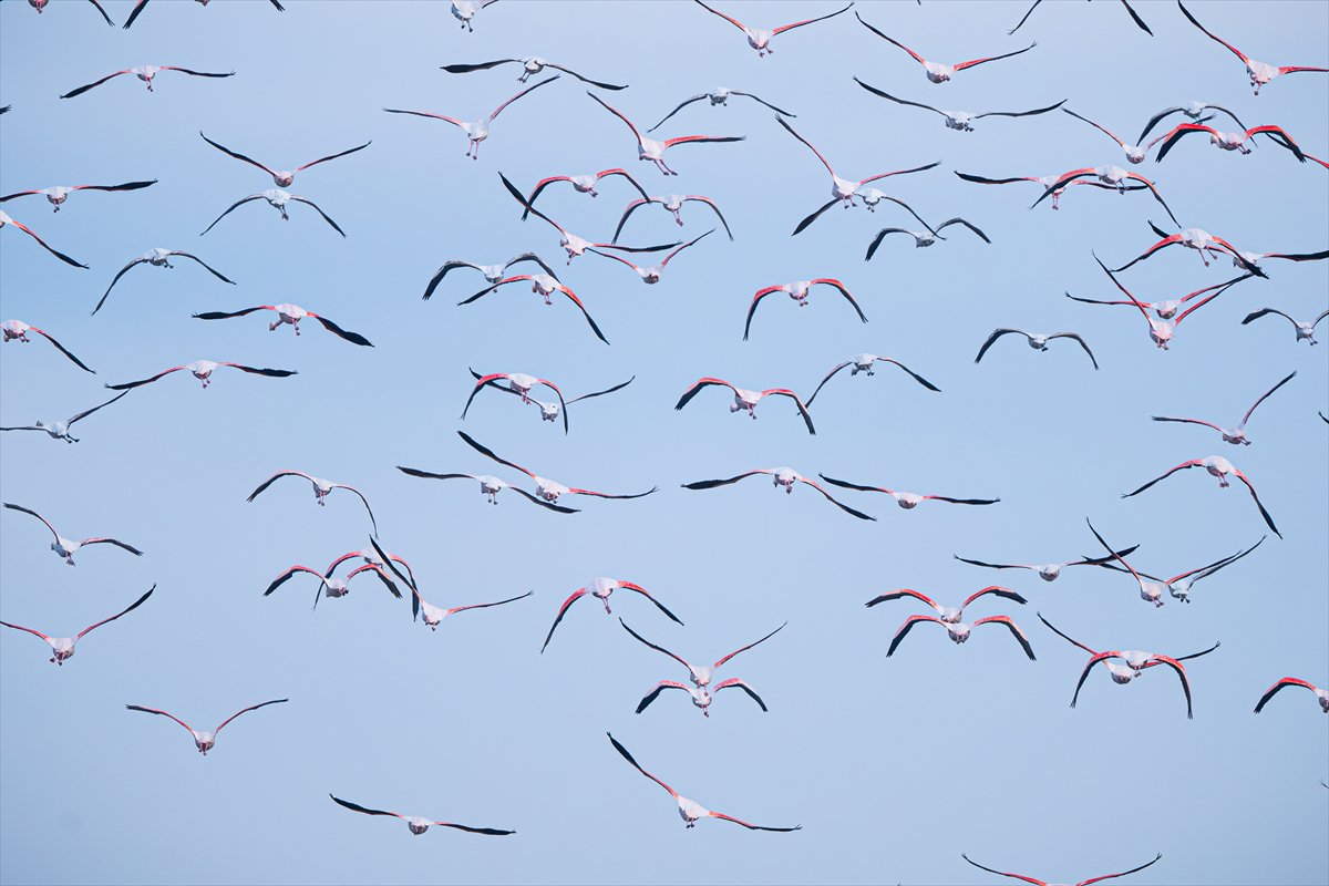 Kuzeydeki soğuk hava göçmen kuşların sayısını etkiliyor