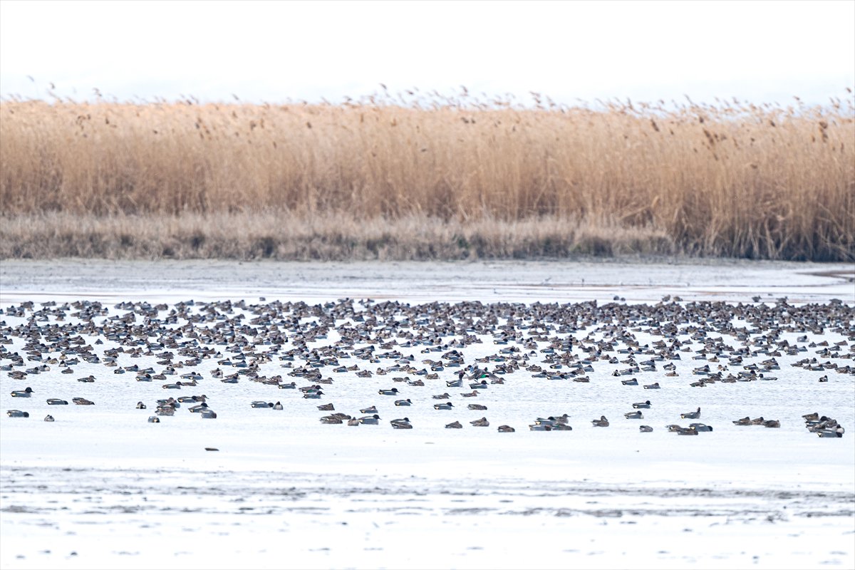 Kuzeydeki soğuk hava göçmen kuşların sayısını etkiliyor