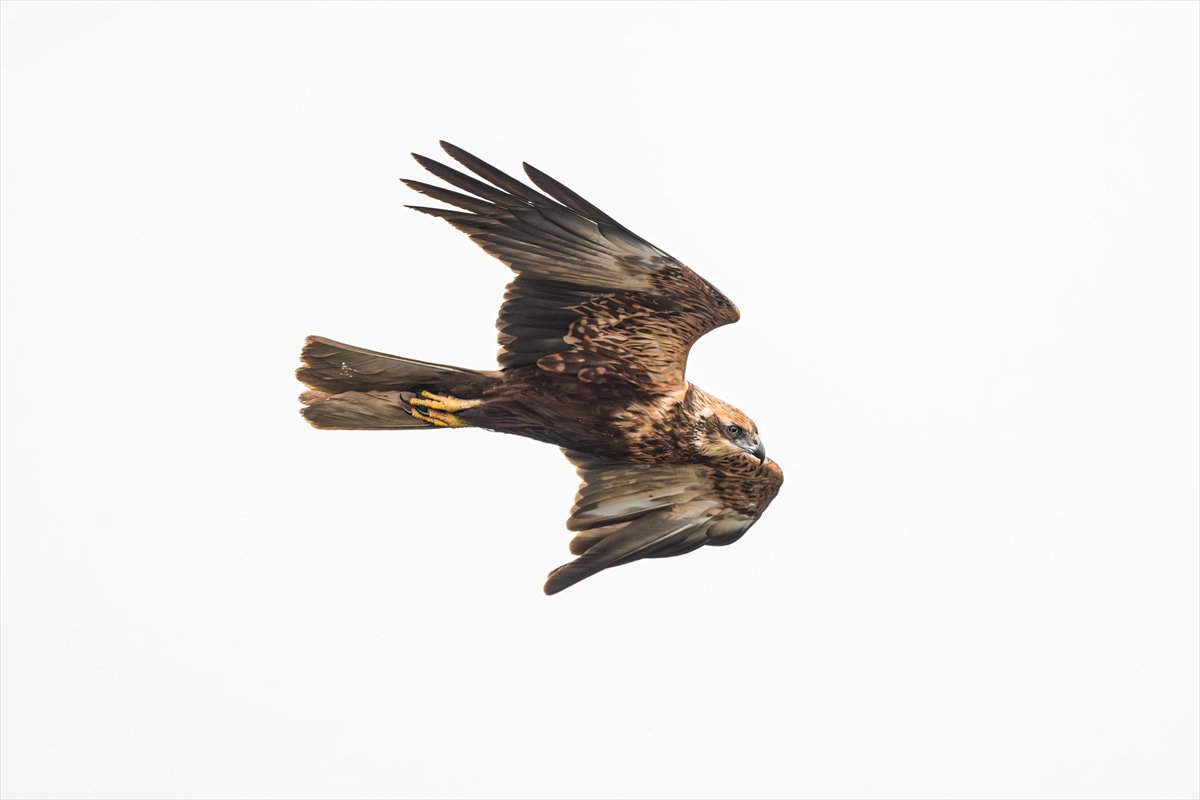 Kuzeydeki soğuk hava göçmen kuşların sayısını etkiliyor