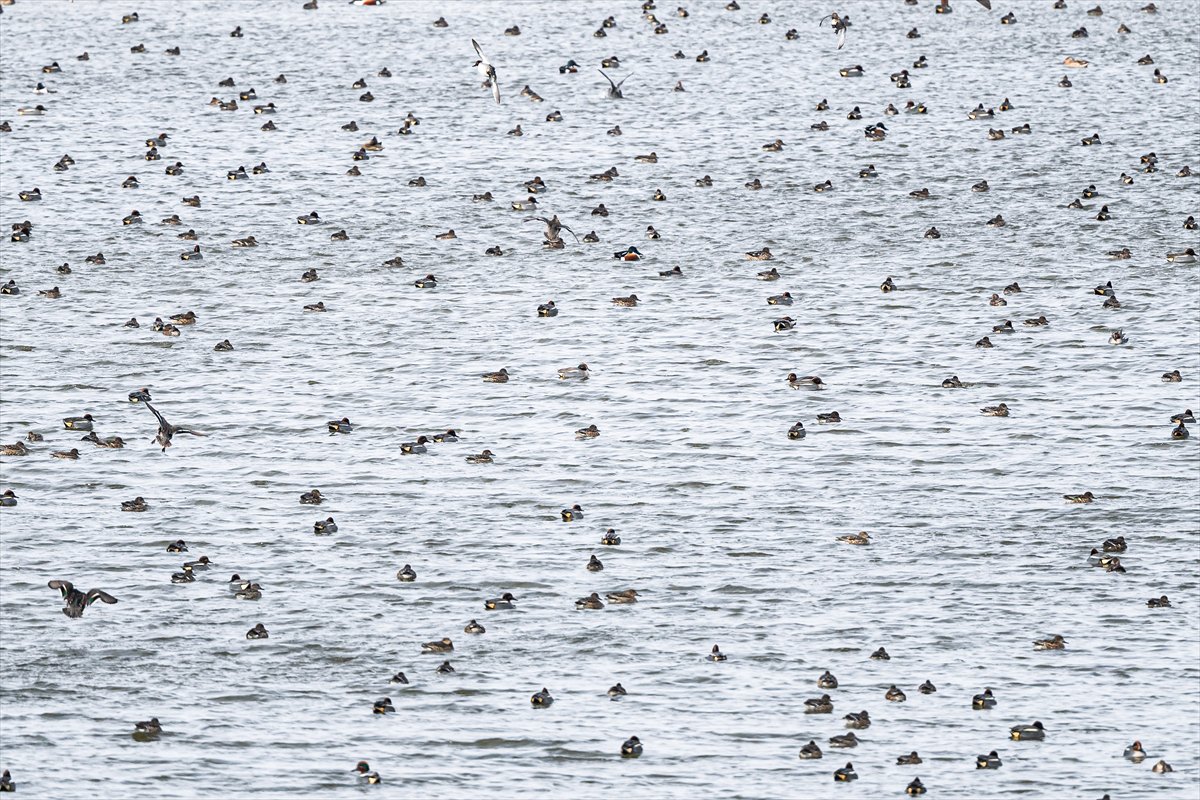 Kuzeydeki soğuk hava göçmen kuşların sayısını etkiliyor