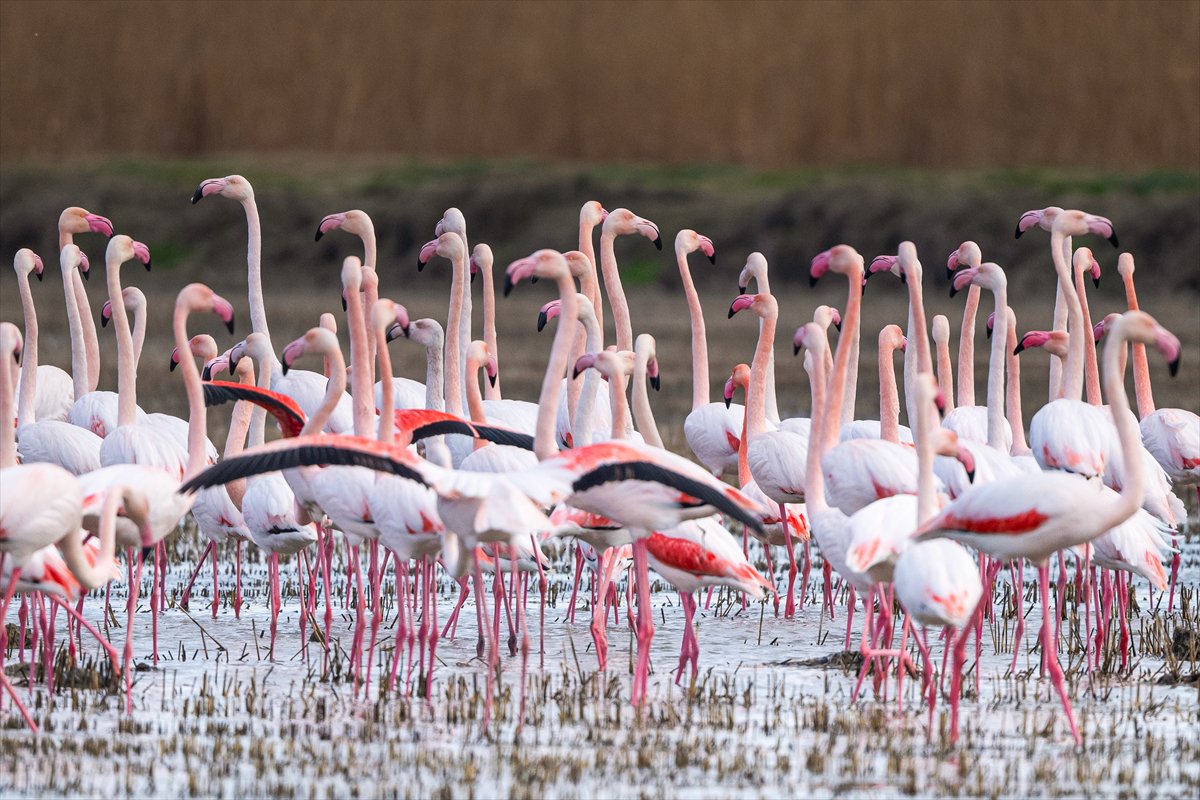 Kuzeydeki soğuk hava göçmen kuşların sayısını etkiliyor