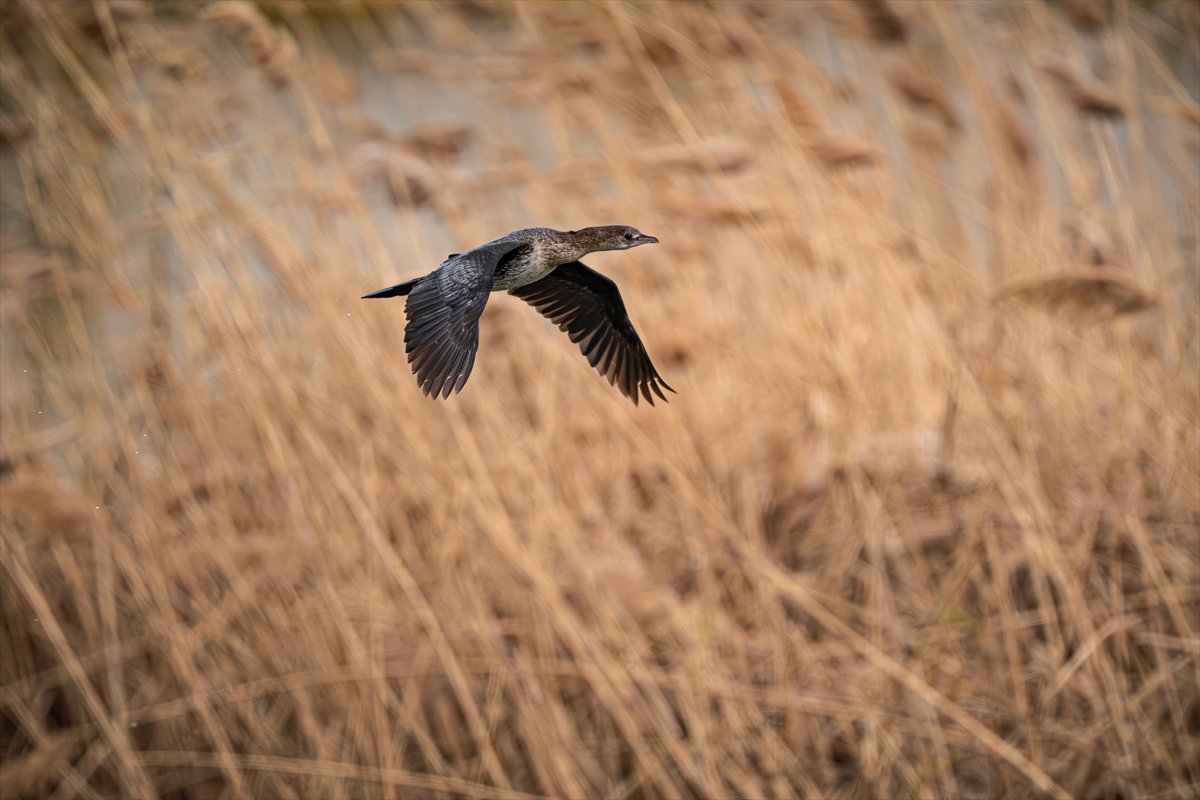 Kuzeydeki soğuk hava göçmen kuşların sayısını etkiliyor