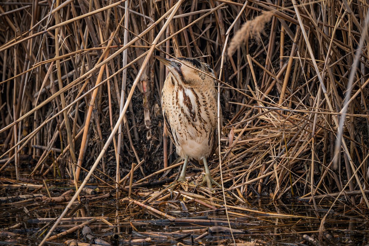 Kuzeydeki soğuk hava göçmen kuşların sayısını etkiliyor