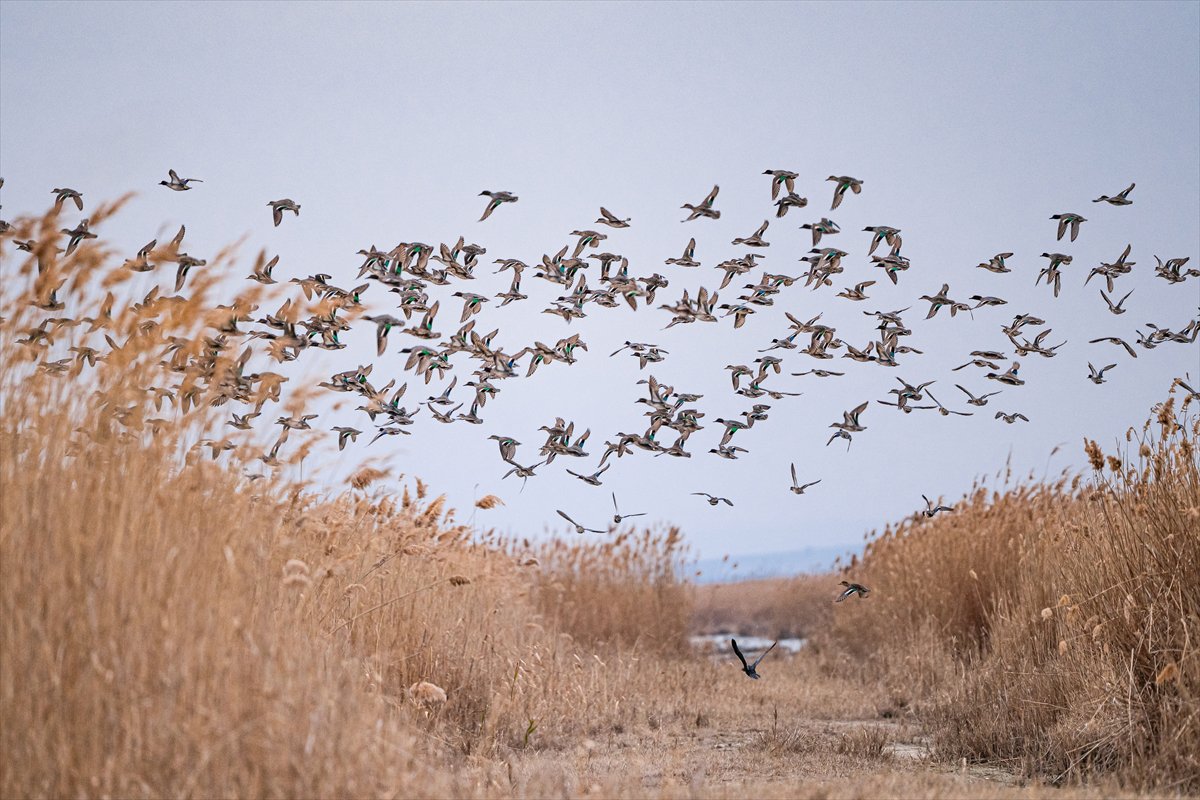 Kuzeydeki soğuk hava göçmen kuşların sayısını etkiliyor