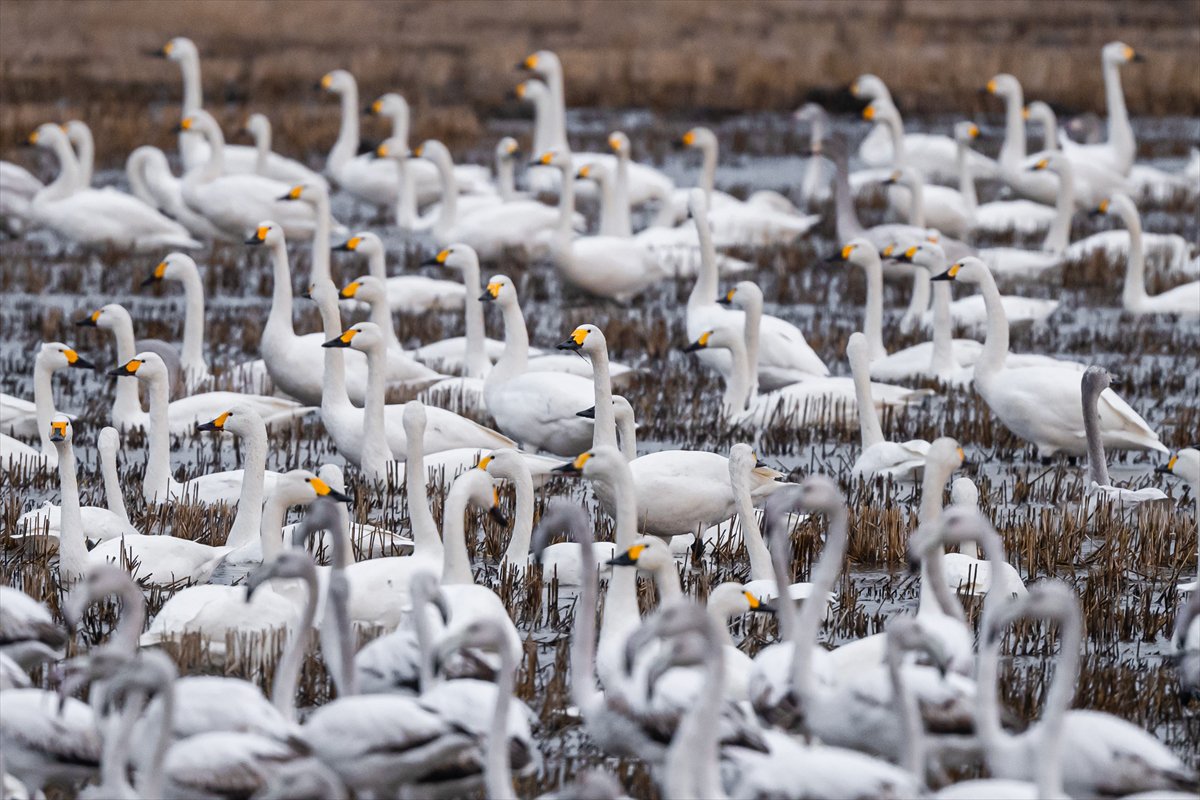 Kuzeydeki soğuk hava göçmen kuşların sayısını etkiliyor