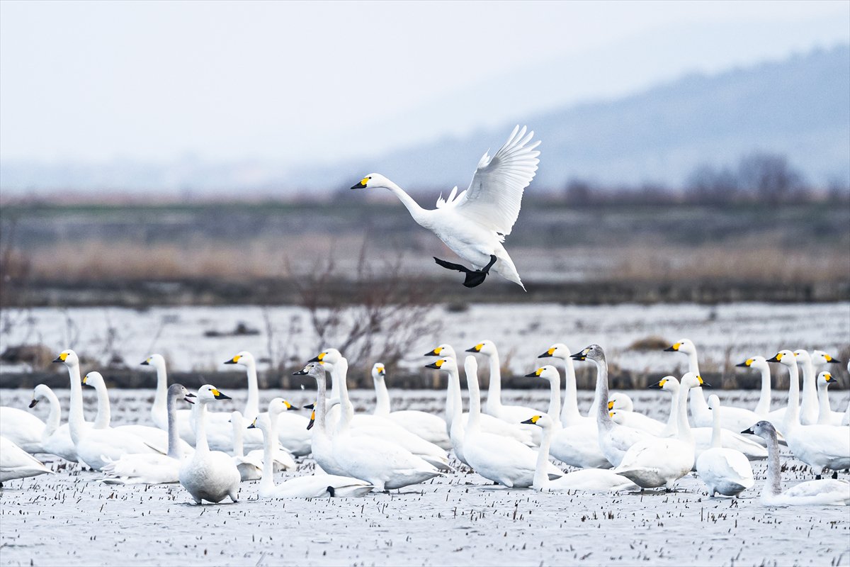 Kuzeydeki soğuk hava göçmen kuşların sayısını etkiliyor