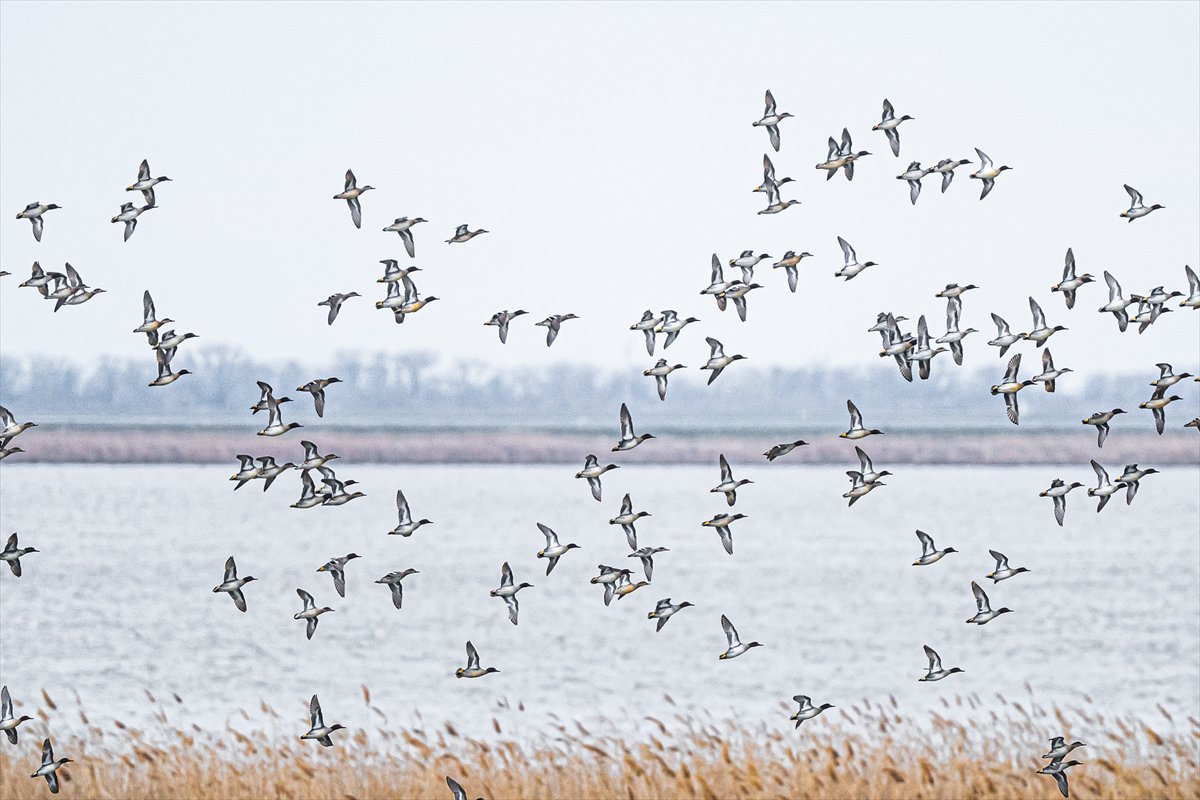 Kuzeydeki soğuk hava göçmen kuşların sayısını etkiliyor