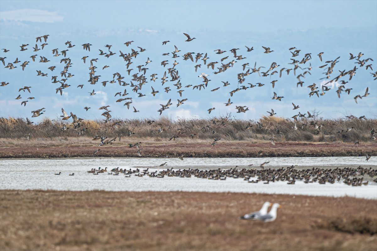 Kuzeydeki soğuk hava göçmen kuşların sayısını etkiliyor