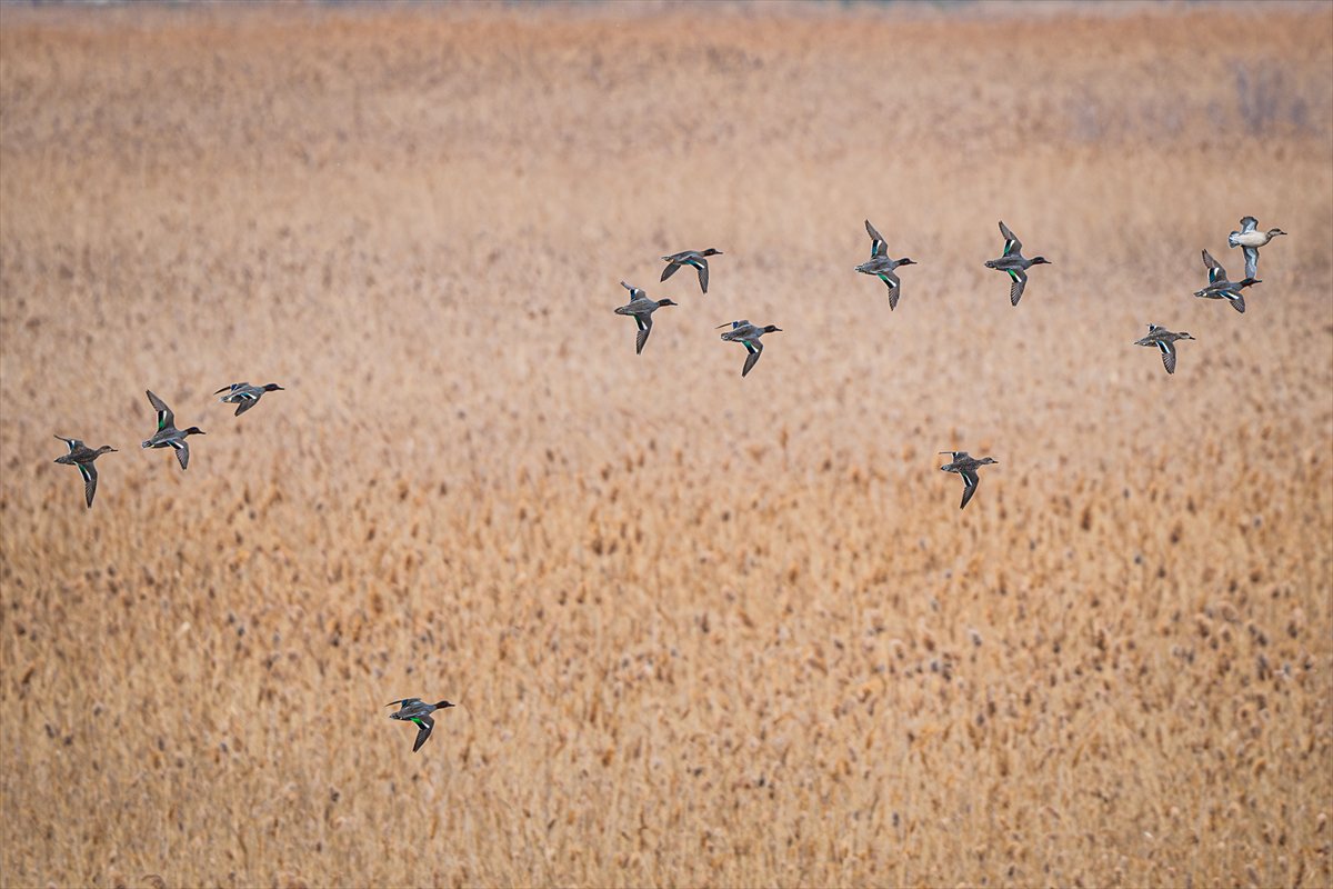 Kuzeydeki soğuk hava göçmen kuşların sayısını etkiliyor