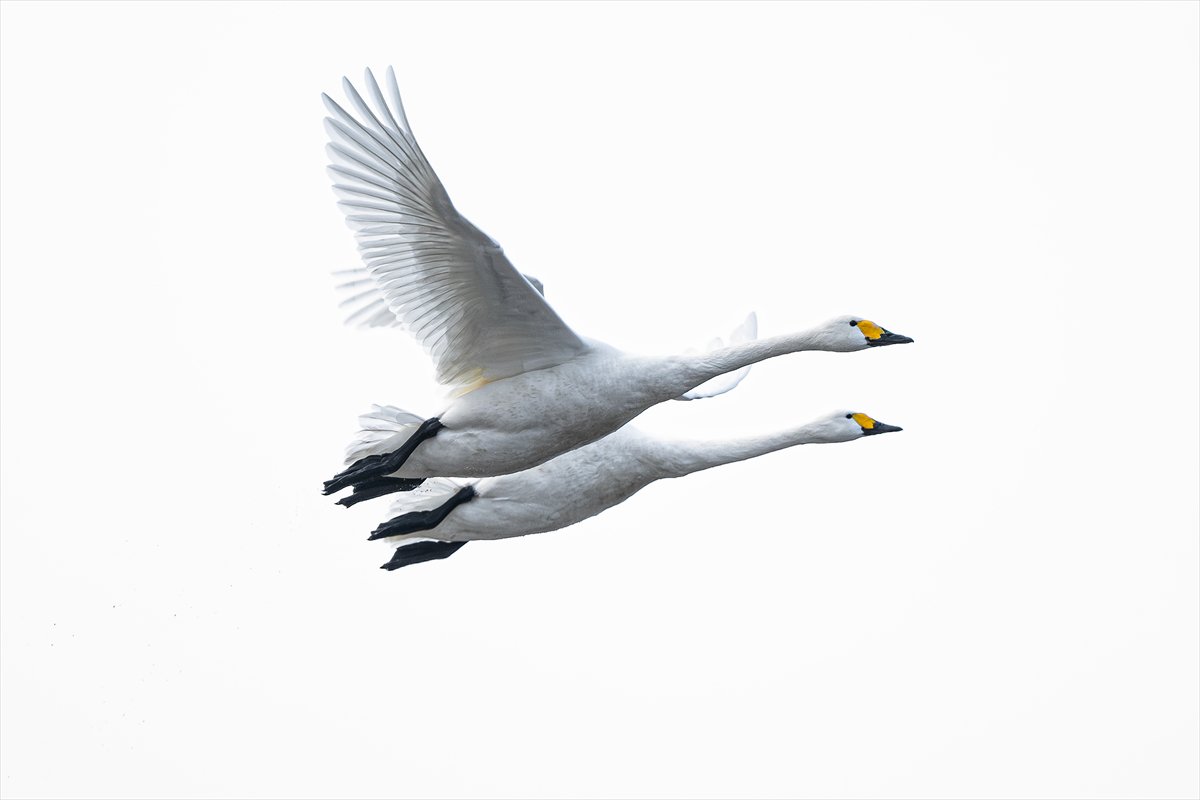 Kuzeydeki soğuk hava göçmen kuşların sayısını etkiliyor