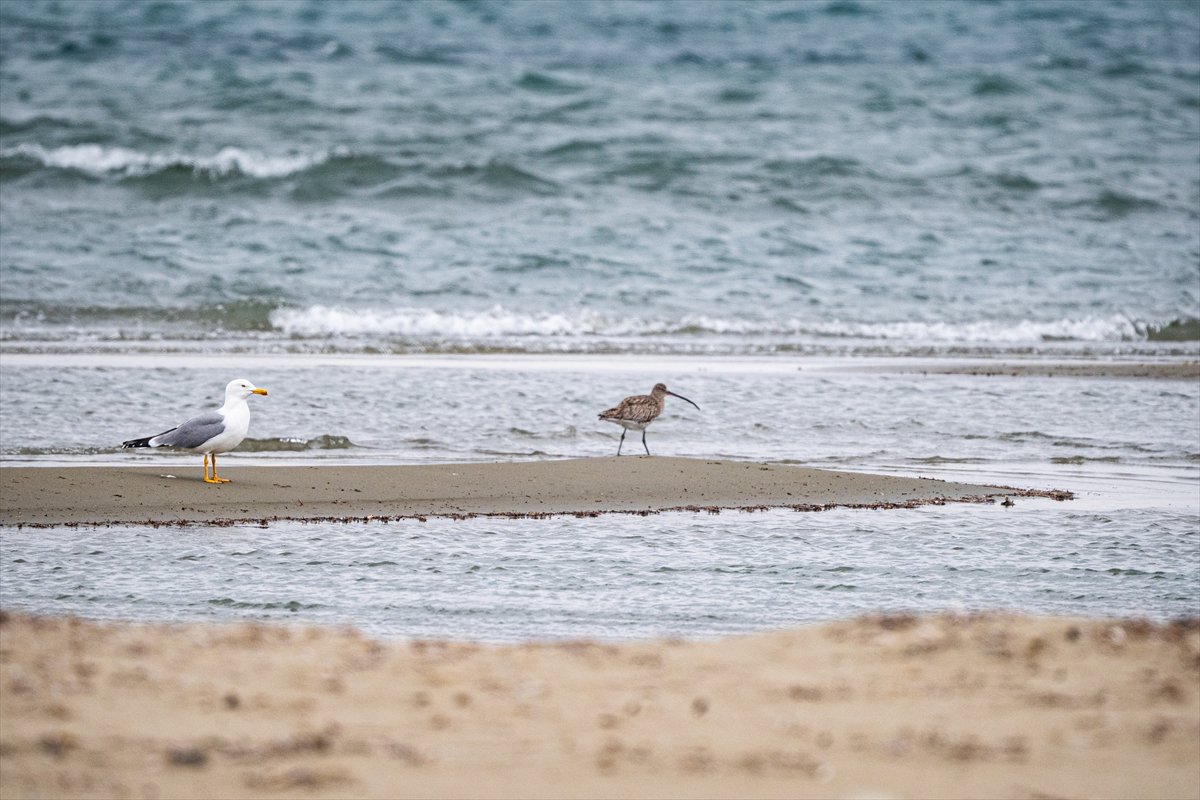 Kuzeydeki soğuk hava göçmen kuşların sayısını etkiliyor