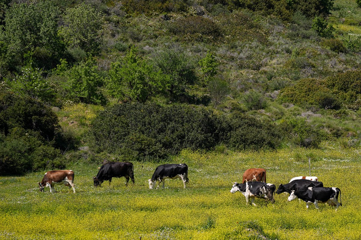 Çıfıt Adası'na yürünerek ulaşılıyor
