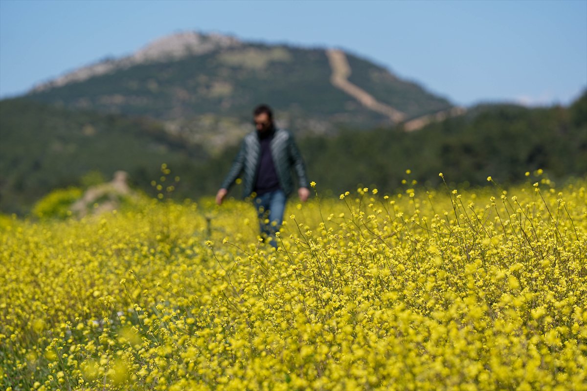 Çıfıt Adası'na yürünerek ulaşılıyor