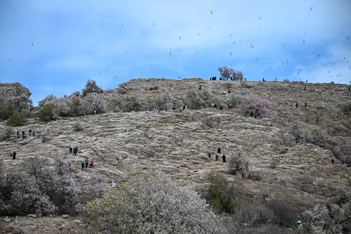 Akdamar Adası, Badem Çiçekleri Festivaliyle renkli görüntülere sahne oldu