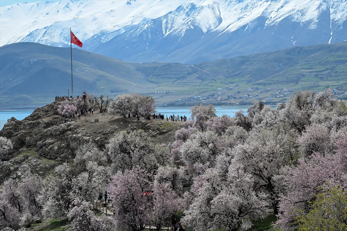 Akdamar Adası, Badem Çiçekleri Festivaliyle renkli görüntülere sahne oldu