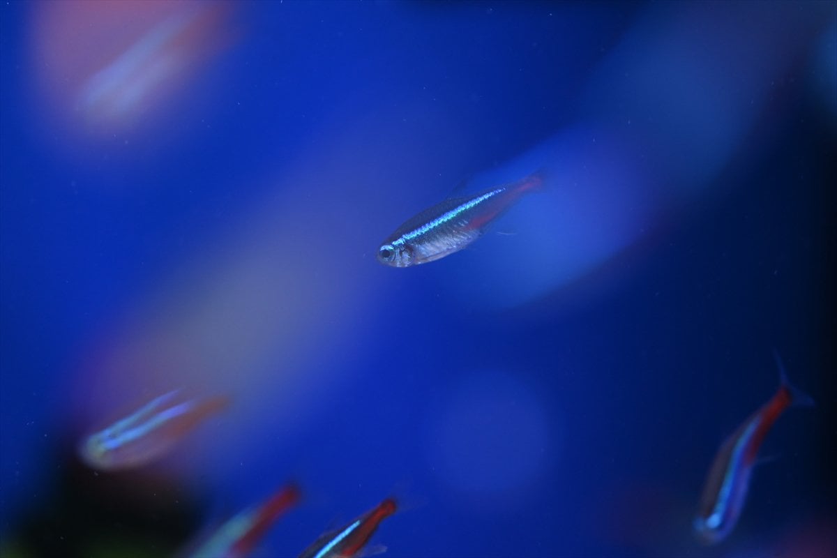 Akvaryum balıklarının görsel şöleni