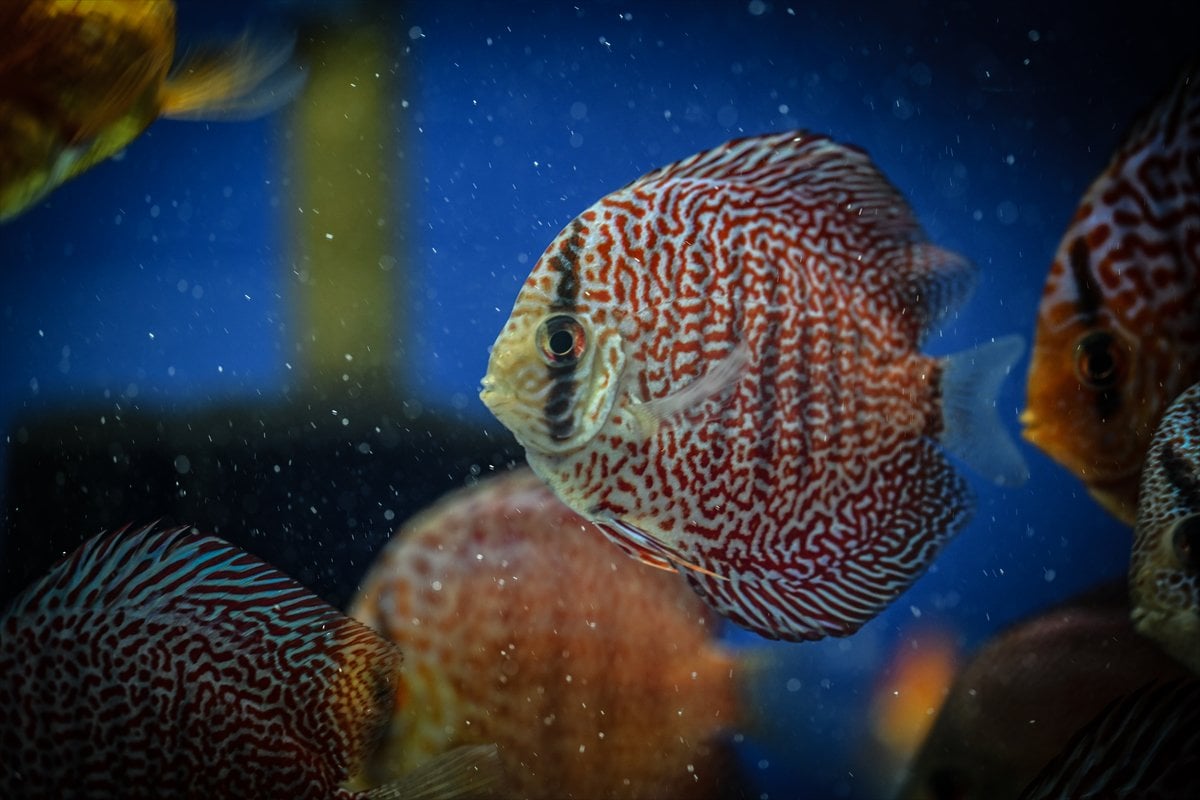 Akvaryum balıklarının görsel şöleni