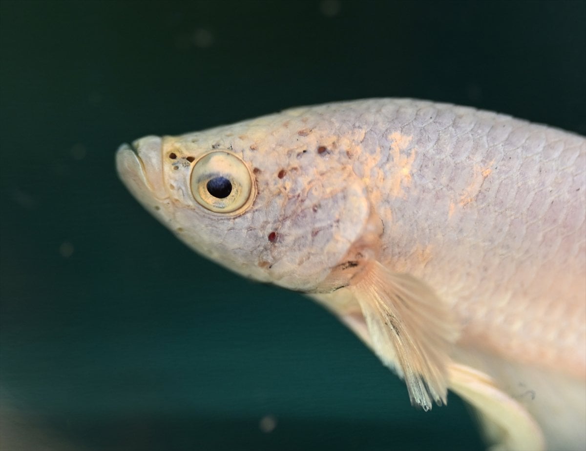 Akvaryum balıklarının görsel şöleni