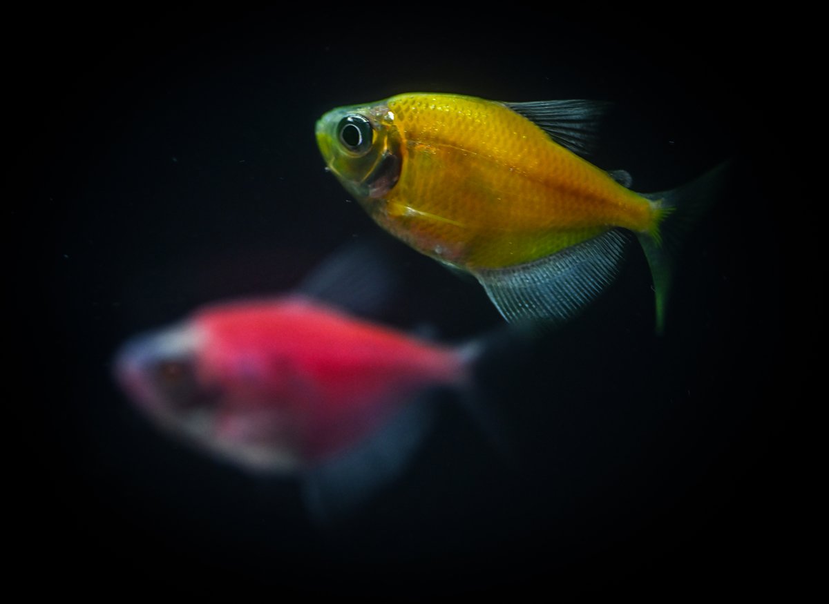 Akvaryum balıklarının görsel şöleni