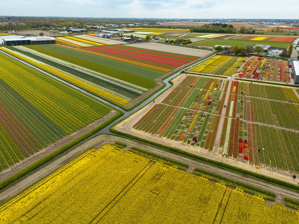 Hollanda’nın renkli lale bahçeleri görsel şölen sunuyor