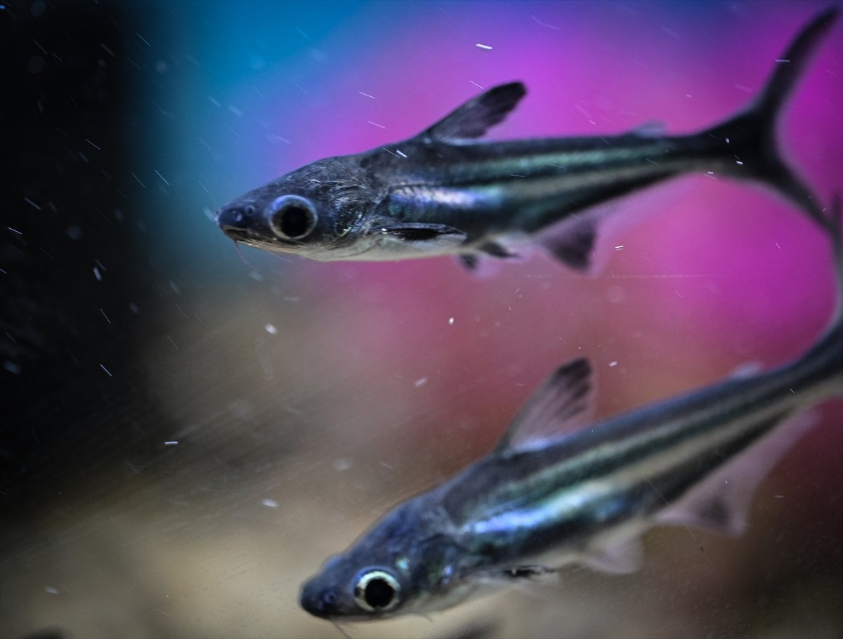 Akvaryum balıklarının görsel şöleni