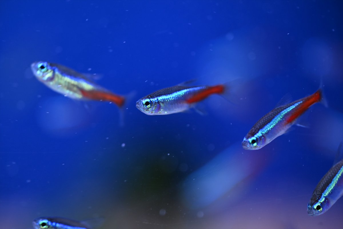 Akvaryum balıklarının görsel şöleni