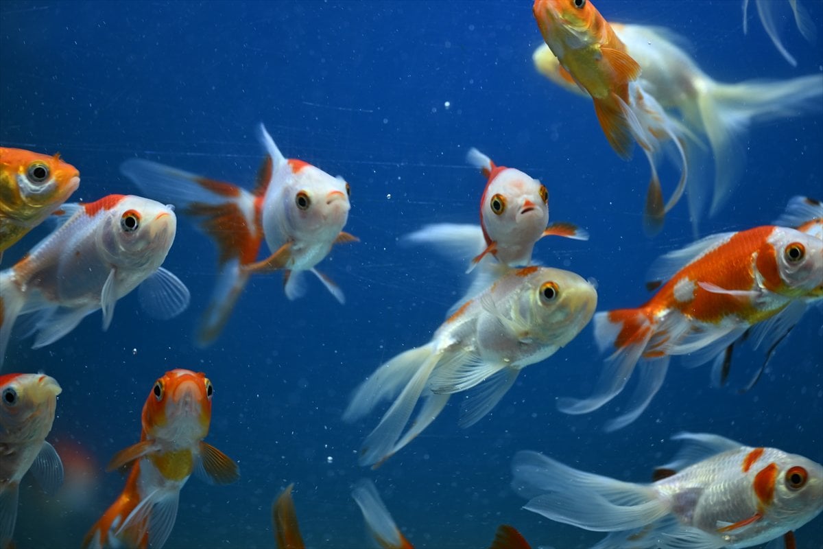 Akvaryum balıklarının görsel şöleni
