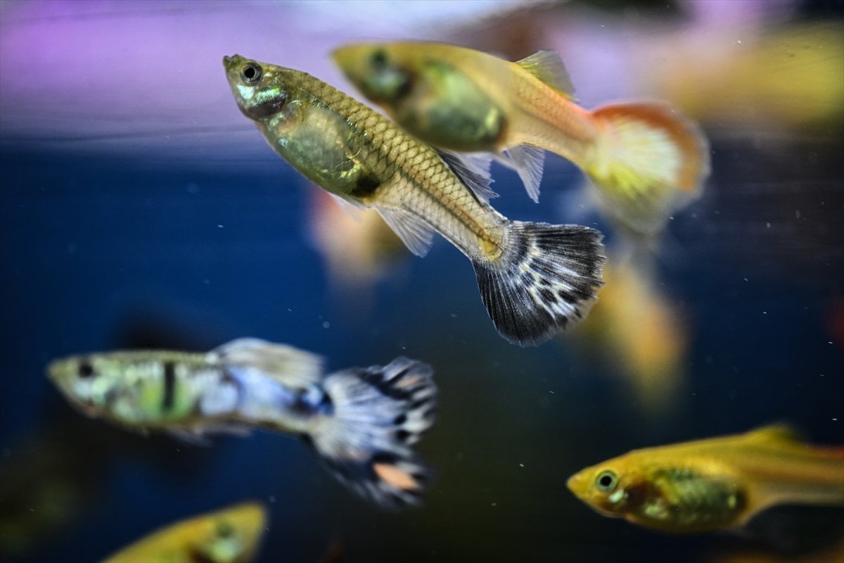 Akvaryum balıklarının görsel şöleni