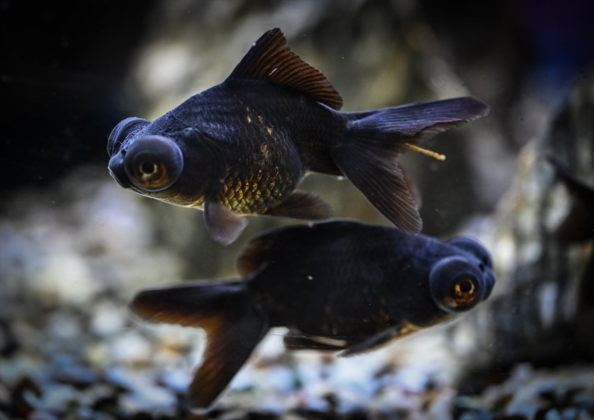 Akvaryum balıklarının görsel şöleni