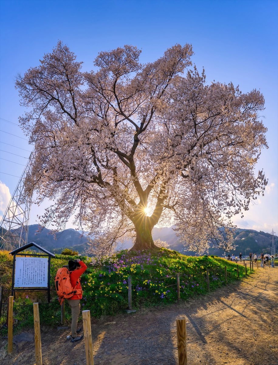 Japonya’daki 330 yıllık Wanitsuka no Sakura ağacı görenleri büyülüyor