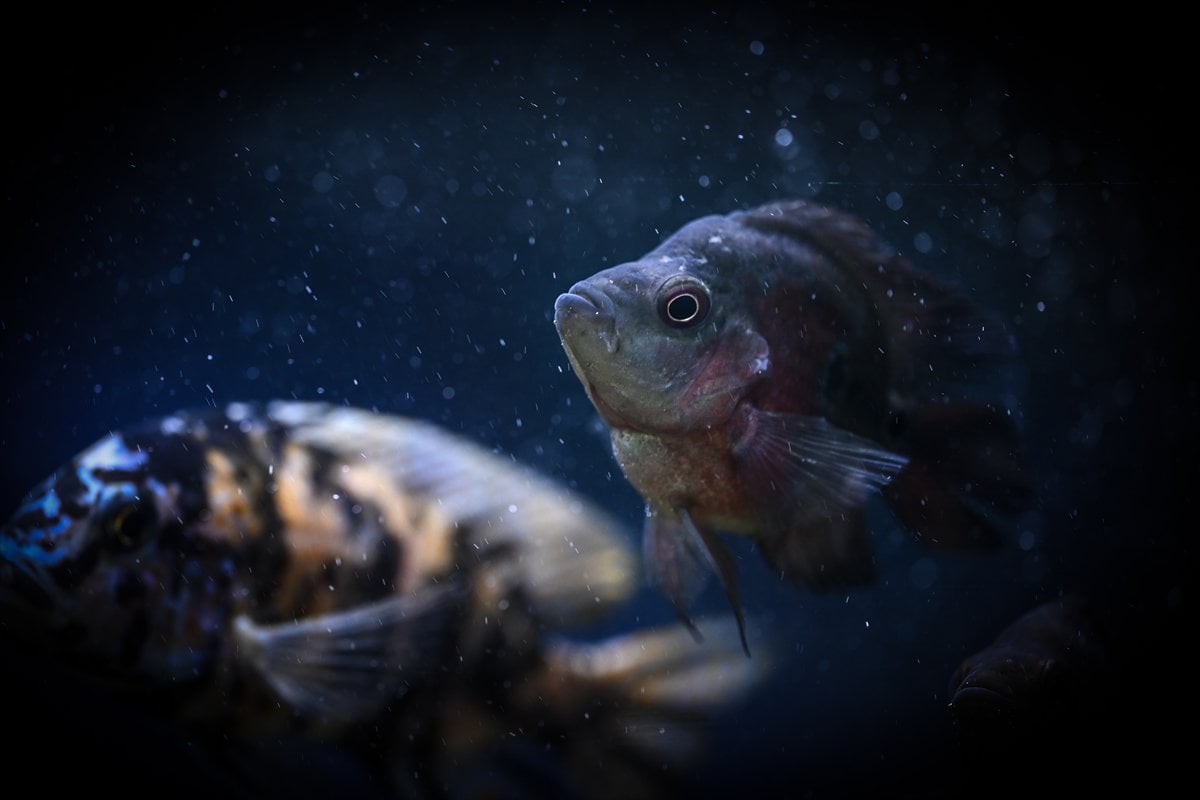 Akvaryum balıklarının görsel şöleni