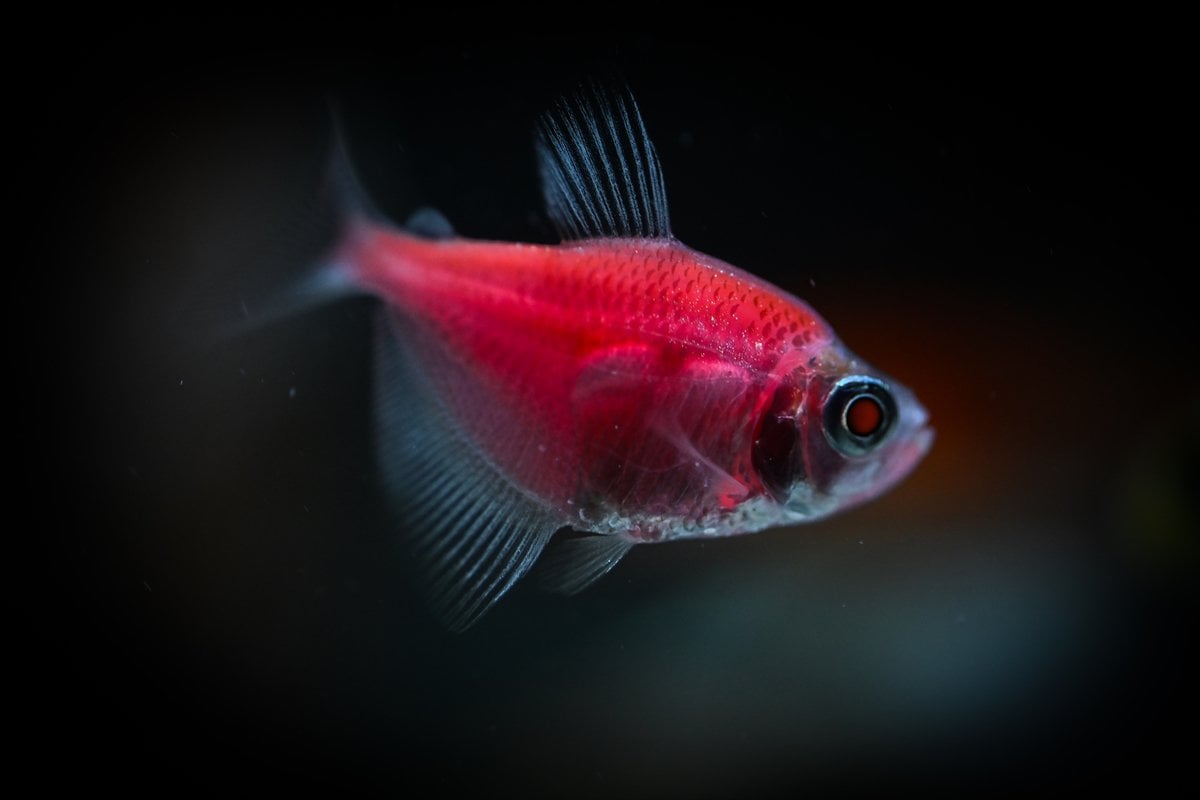 Akvaryum balıklarının görsel şöleni