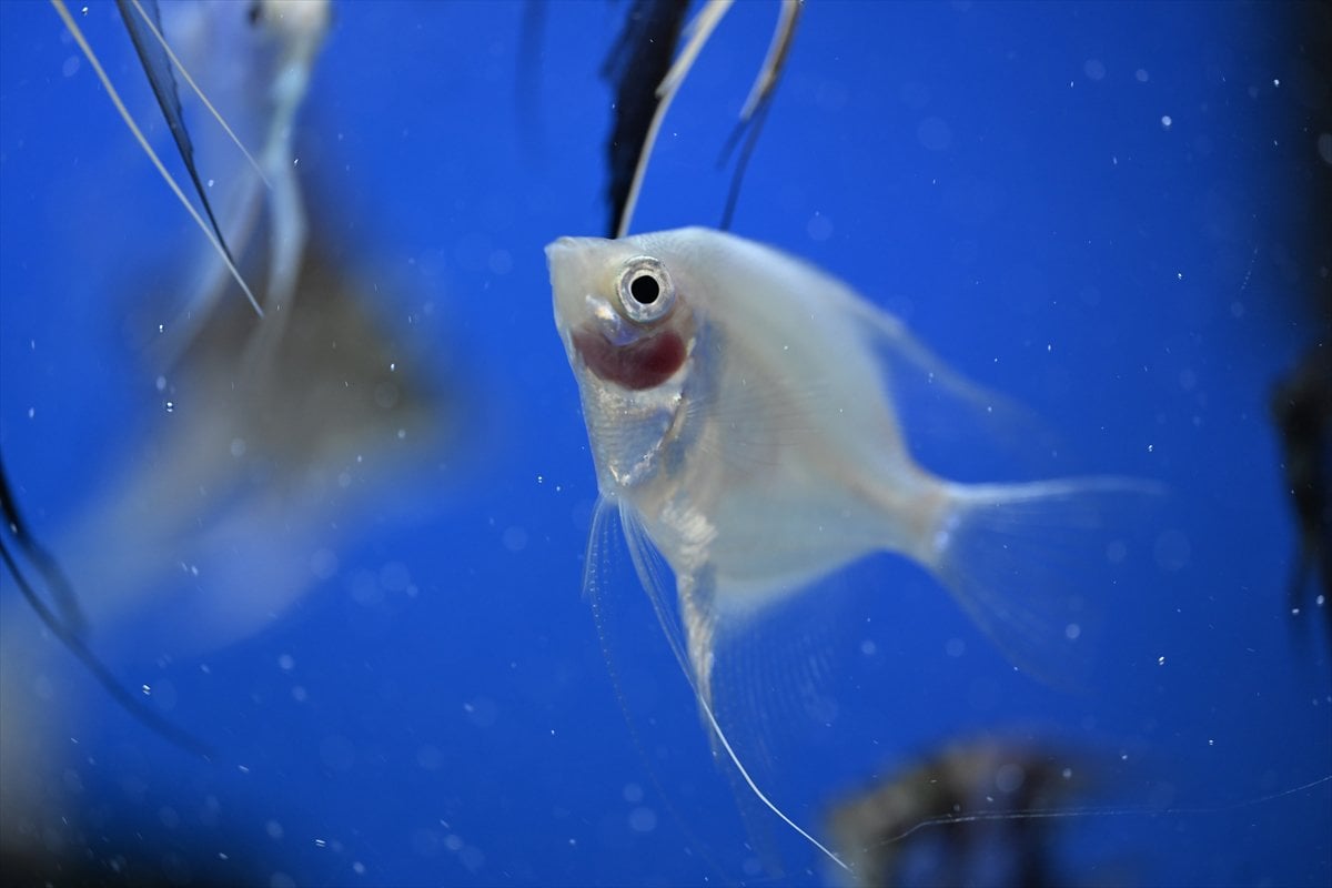 Akvaryum balıklarının görsel şöleni