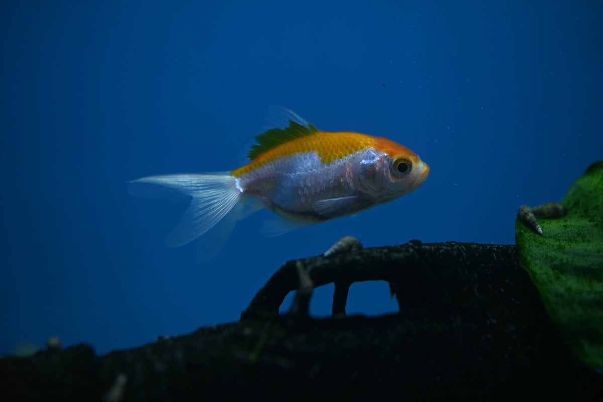 Akvaryum balıklarının görsel şöleni