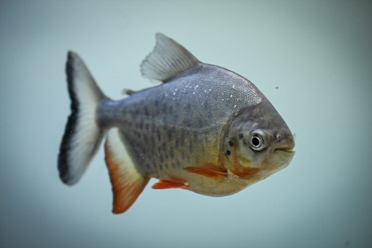 Akvaryum balıklarının görsel şöleni