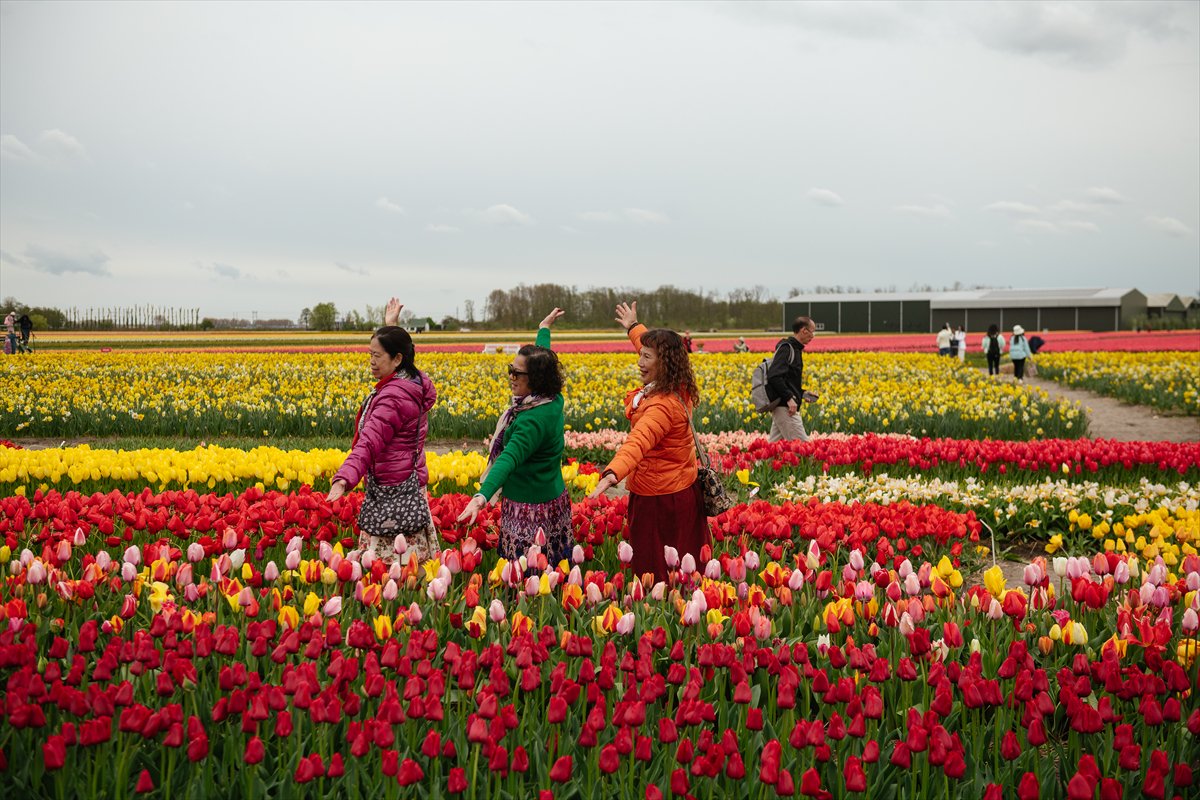 Hollanda’nın renkli lale bahçeleri görsel şölen sunuyor