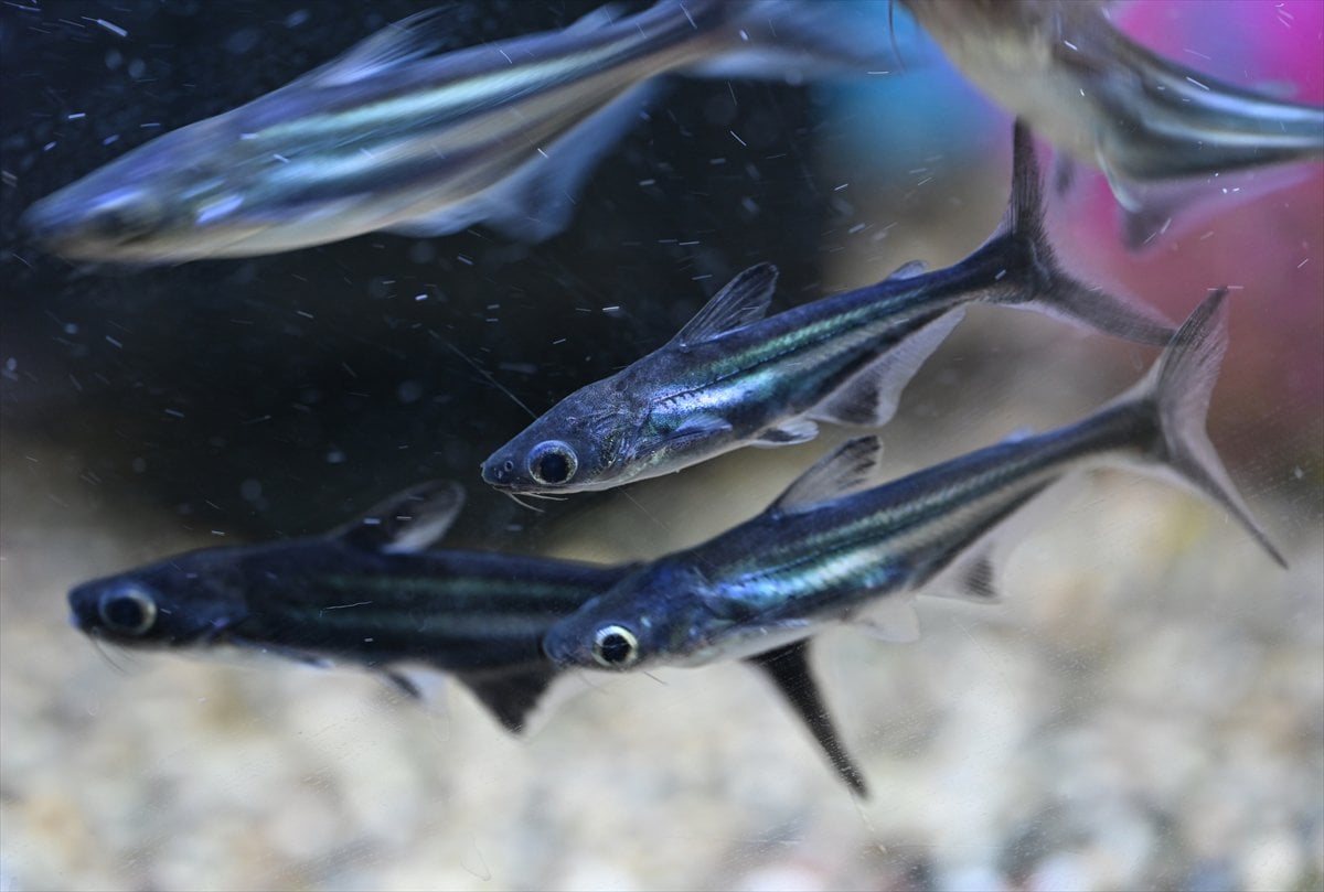 Akvaryum balıklarının görsel şöleni