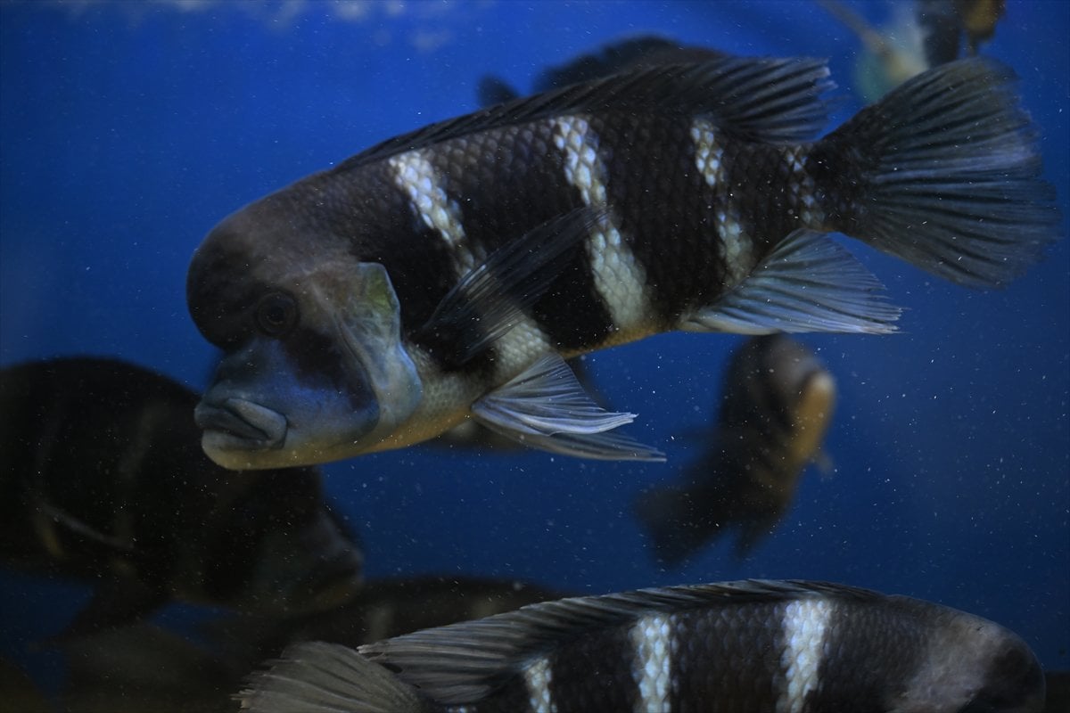 Akvaryum balıklarının görsel şöleni