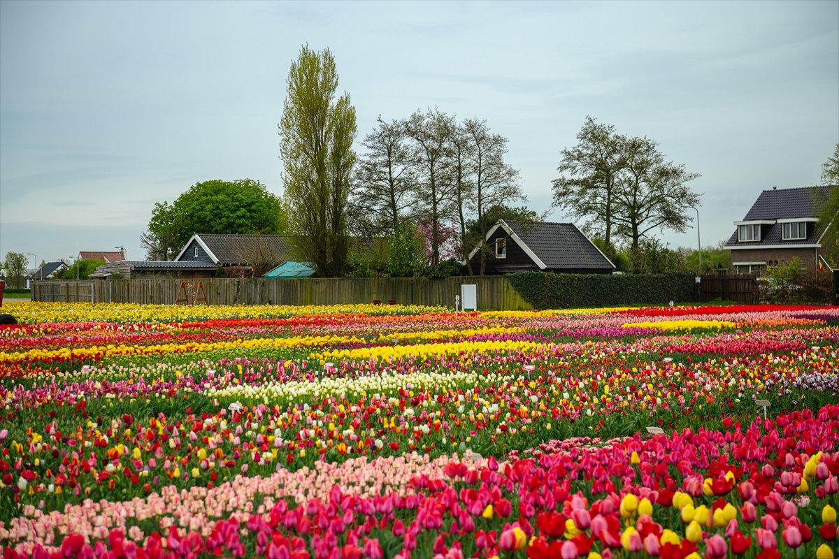 Hollanda’nın renkli lale bahçeleri görsel şölen sunuyor
