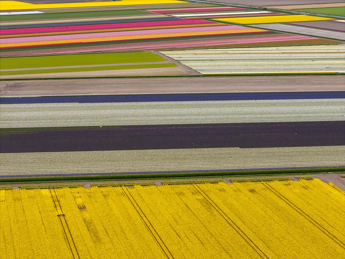 Hollanda’nın renkli lale bahçeleri görsel şölen sunuyor