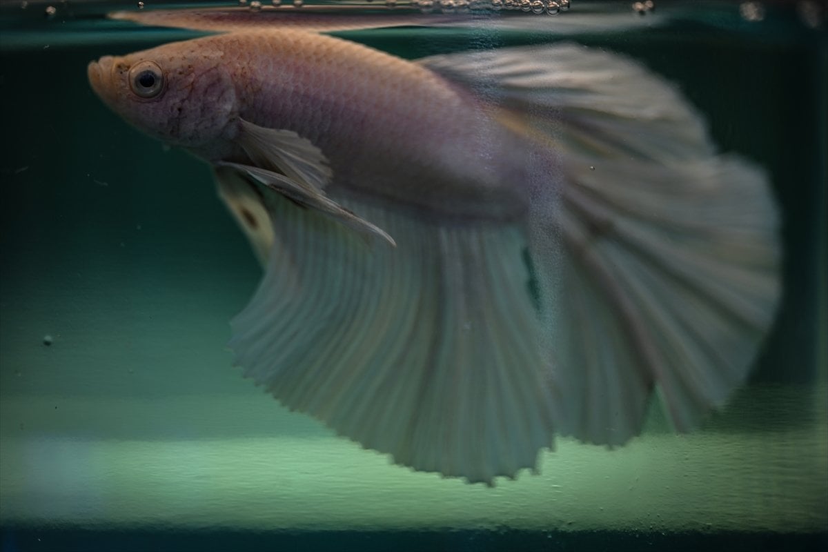 Akvaryum balıklarının görsel şöleni