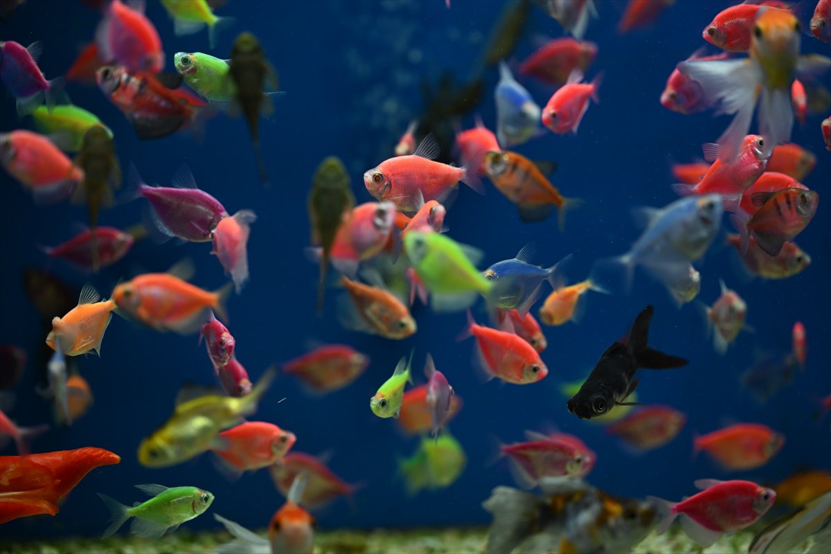 Akvaryum balıklarının görsel şöleni