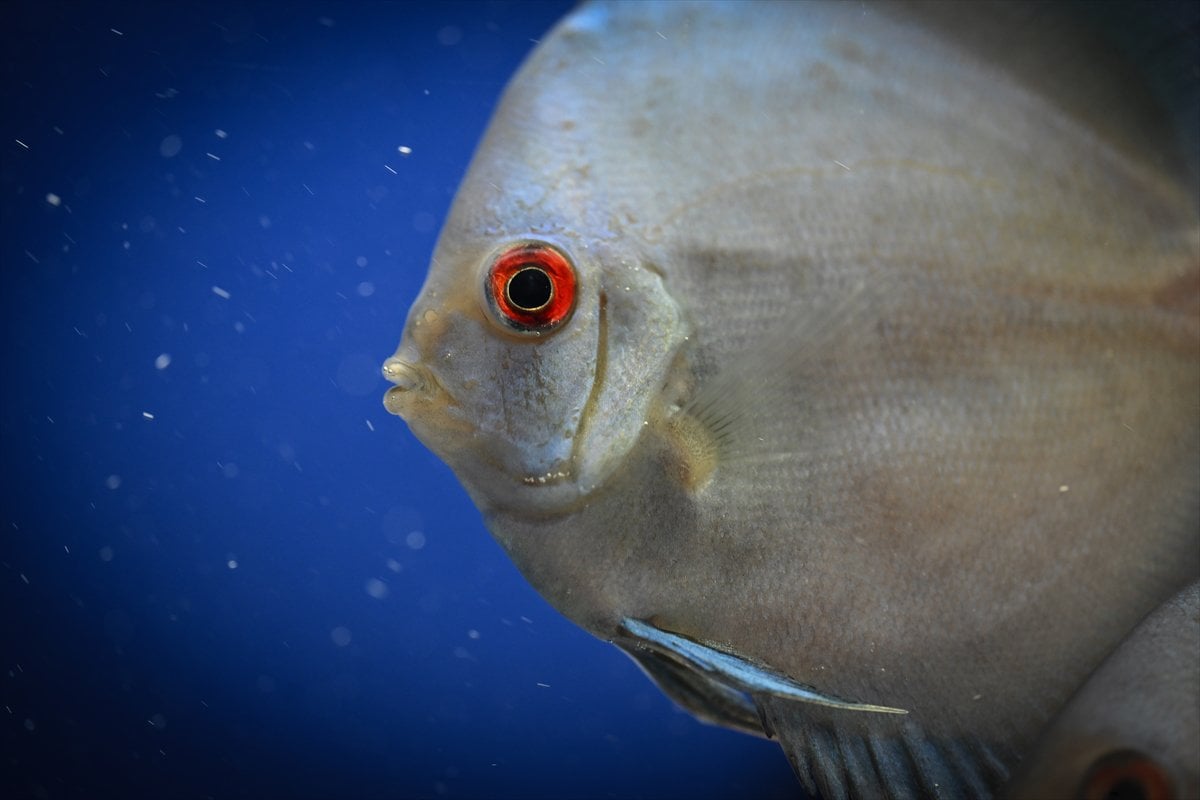 Akvaryum balıklarının görsel şöleni