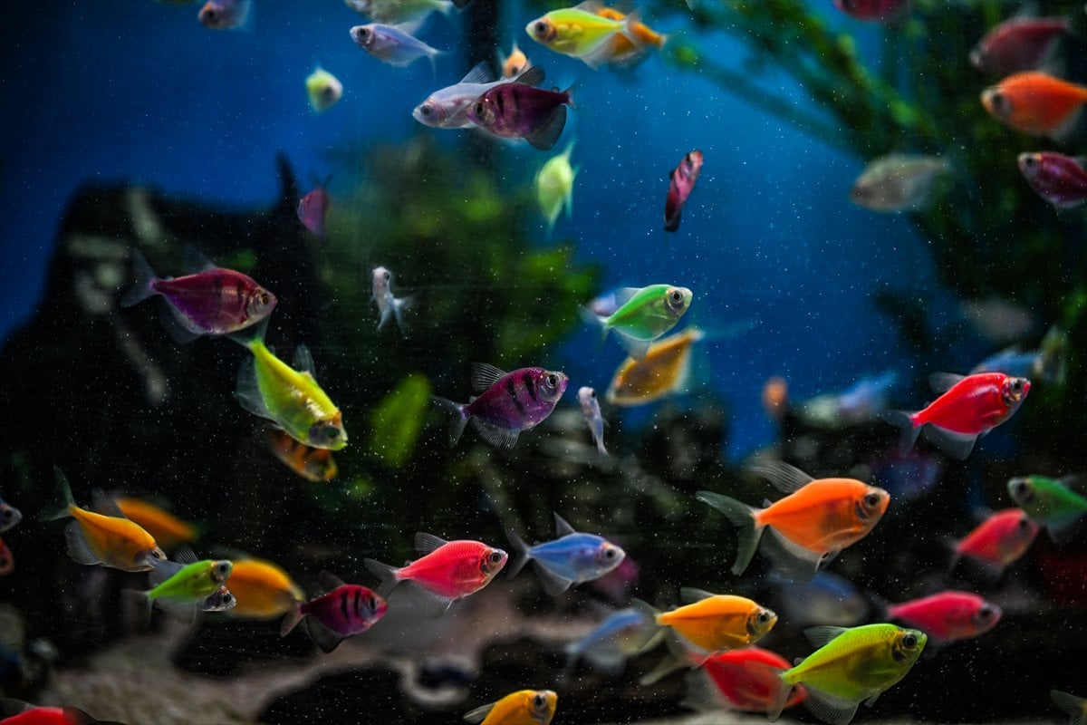 Akvaryum balıklarının görsel şöleni