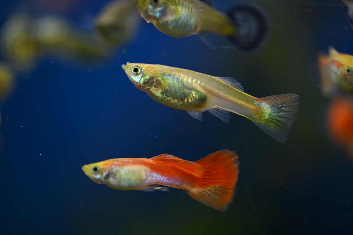 Akvaryum balıklarının görsel şöleni