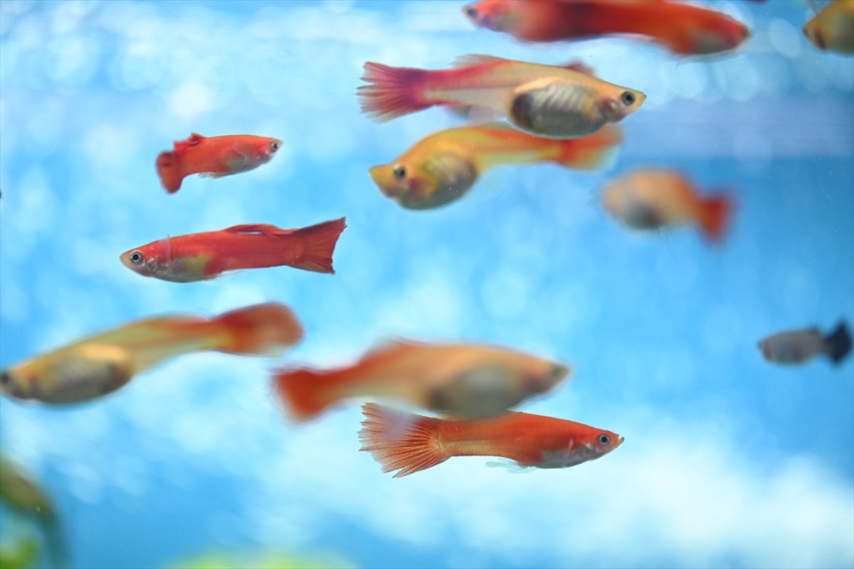 Akvaryum balıklarının görsel şöleni