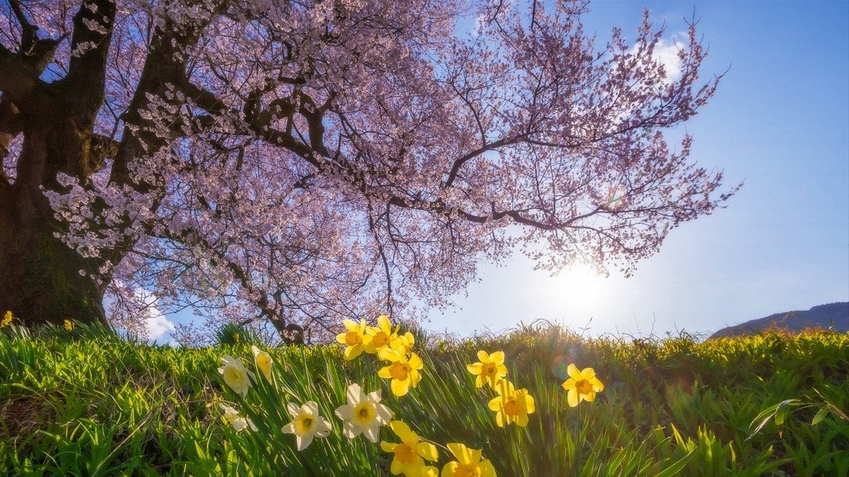 Japonya’daki 330 yıllık Wanitsuka no Sakura ağacı görenleri büyülüyor