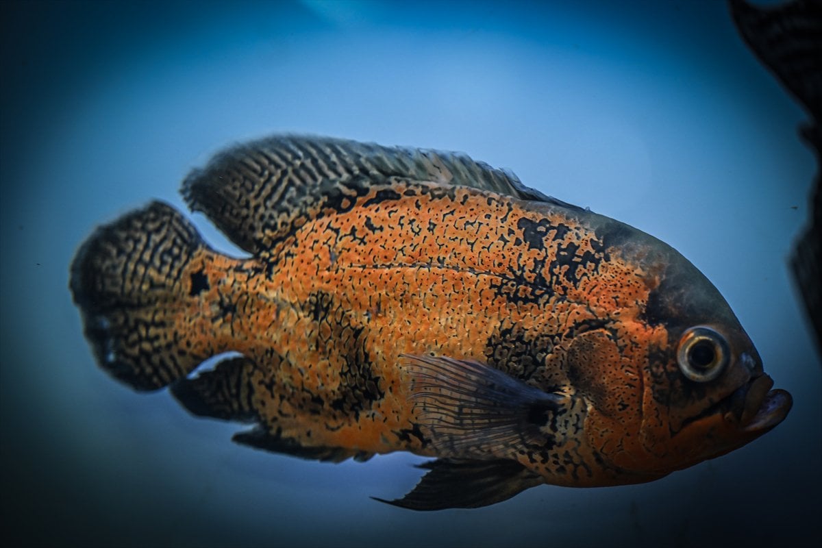 Akvaryum balıklarının görsel şöleni